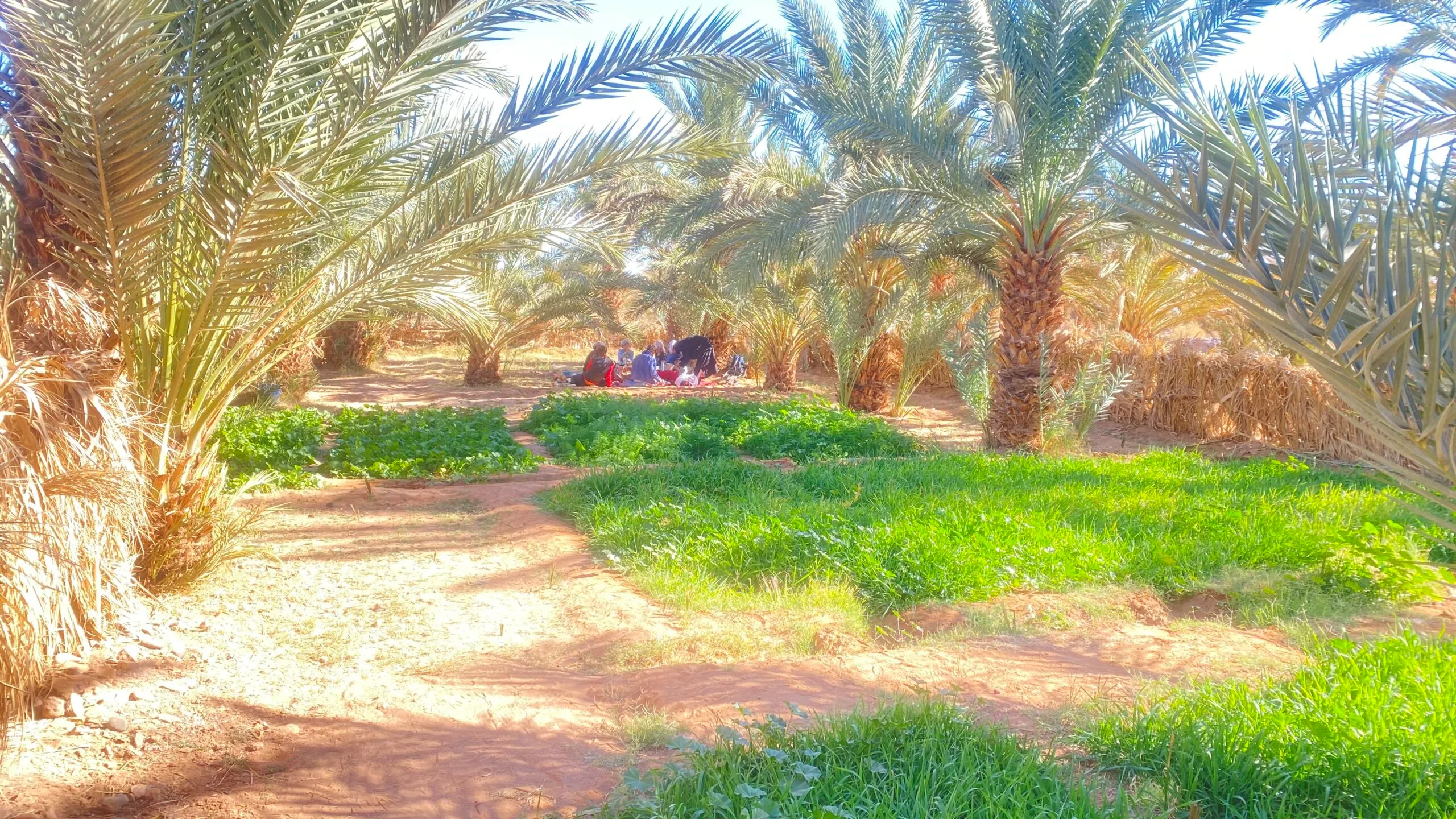 Picnics in sahara